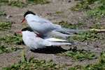 Arctic tern. Pair of adults attempting to mate. Inner Farne, Northumbria, UK, May 2018. Image © Duncan Watson by Duncan Watson.