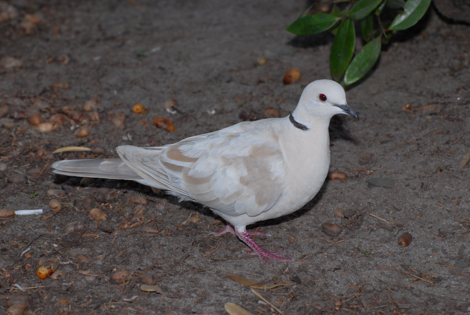 Barbary dove | New Zealand Birds Online