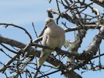 Barbary dove. Front view of perching adult showing fluffed up feathers. North Shore, Auckland, August 2012. Image © Josie Galbraith by Josie Galbraith.