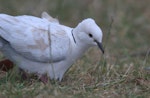 Barbary dove. Adult showing facial detail. Mangere Bridge, November 2015. Image © George Curzon-Hobson by George Curzon-Hobson.