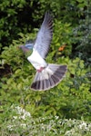 Kererū | New Zealand pigeon. Adult. Karori Sanctuary / Zealandia, August 2013. Image © David Brooks by David Brooks.