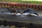 Kererū | New Zealand pigeon. Pair drinking. Karori, Wellington, April 2011. Image © Peter Reese by Peter Reese.