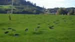 Kererū | New Zealand pigeon. Flock feeding on spring pasture. Whenuakite, Coromandel, January 2013. Image © Noel Knight by Noel Knight.