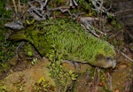 Kākāpō | Kakapo. Adult. Codfish Island, December 2011. Image © Colin Miskelly by Colin Miskelly.