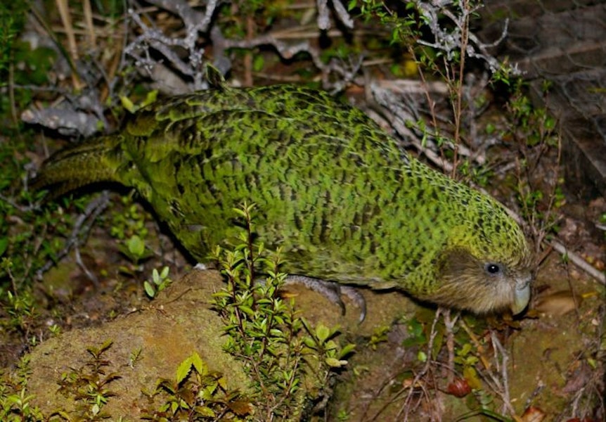 Kākāpō | Kakapo. Adult. Codfish Island, December 2011. Image © Colin Miskelly by Colin Miskelly.