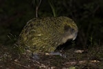 Kākāpō | Kakapo. Subadult male olive morph. Anchor Island, March 2022. Image © Oscar Thomas by Oscar Thomas.