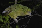 Kākāpō | Kakapo. Adult female green morph "Evohe". Anchor Island, February 2022. Image © Oscar Thomas by Oscar Thomas.