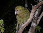Kākāpō | Kakapo. Adult. Anchor Island, March 2011. Image © Colin Miskelly by Colin Miskelly.
