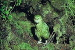 Kākāpō | Kakapo. Adult female 'Alice' exiting nest cavity. Stewart Island, April 1981. Image © Department of Conservation (image ref: 10031129) by Dick Veitch, Department of Conservation.