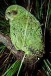 Kākāpō | Kakapo. Subadult male. Tin Range, Stewart Island, June 1979. Image © Department of Conservation (image ref: 10029468) by Rod Morris, Department of Conservation.