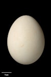 Kākāpō | Kakapo. Egg 51.7 x 39.5 mm (NMNZ OR.025580, collected by Don Merton). Whenua Hou / Codfish Island, April 1992. Image © Te Papa by Jean-Claude Stahl.