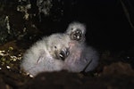 Kākāpō | Kakapo. Chicks in nest. Anchor Island, February 2022. Image © Oscar Thomas by Oscar Thomas.