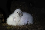 Kākāpō | Kakapo. Young chicks in nest. Anchor Island, February 2022. Image © Oscar Thomas by Oscar Thomas.