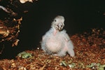 Kākāpō | Kakapo. Chick 'Manu' (18 days old) in nest cavity. Whenua Hou / Codfish Island, April 1997. Image © Department of Conservation (image ref: 10034917) by Don Merton, Department of Conservation.