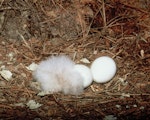 Kākāpō | Kakapo. Nest containing 2 eggs and a 1-day-old chick. Maud Island, March 1998. Image © Department of Conservation (image ref: 10039102) by Don Merton, Department of Conservation.