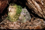 Kākāpō | Kakapo. Adult female 'Zephyr' and 40-day-old chick 'Tiwai' in nest. Whenua Hou / Codfish Island, May 1997. Image © Department of Conservation (image ref: 10034474) by Don Merton, Department of Conservation.
