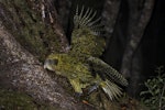 Kākāpō | Kakapo. Female olive morph. Anchor Island, March 2022. Image © Oscar Thomas by Oscar Thomas.