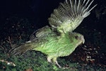 Kākāpō | Kakapo. Adult male giving wing-waving display. Transit Valley, Fiordland National Park, March 1976. Image © Department of Conservation (image ref: 10046731) by Rod Morris, Department of Conservation.
