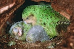 Kākāpō | Kakapo. Adult female 'Alice' with chicks c.45 days old in nest. Whenua Hou / Codfish Island, April 2002. Image © Department of Conservation (image ref: 10048384) by Don Merton, Department of Conservation.