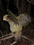Kākāpō | Kakapo. Female bird waving wings. Whenua Hou / Codfish Island, January 2005. Image © Department of Conservation (image ref: 10059610) by Michael Szabo, Department of Conservation.