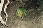 Kākāpō | Kakapo. Adult male booming from excavated bowl. Sinbad Gully, Fiordland National Park, February 1975. Image © Department of Conservation (image ref: 10048192) by Don Merton, Department of Conservation.