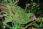 Kākāpō | Kakapo. 2-year-old male 'Trevor' feeding on ripe poroporo fruit. Maud Island, March 2001. Image © Department of Conservation (image ref: 10047127) by Don Merton, Department of Conservation.