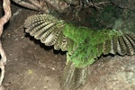 Kākāpō | Kakapo. Adult male in wing-waving display while walking backwards. Sinbad Gully, Fiordland National Park, February 1975. Image © Department of Conservation (image ref: 10028252) by Don Merton, Department of Conservation.