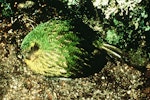 Kākāpō | Kakapo. Side view of adult male giving booming calls. Stewart Island. Image © Department of Conservation (image ref: 10027966) by Rod Morris, Department of Conservation.
