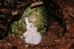 Kākāpō | Kakapo. Adult female 'Alice' feeding 12-day-old chick in nest. Whenua Hou / Codfish Island, April 1997. Image © Department of Conservation (image ref: 10034704) by Don Merton, Department of Conservation.