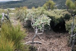 Kākāpō | Kakapo. Track and bowl system. Arena Ridge, Stewart Island, December 1983. Image © Alan Tennyson by Alan Tennyson.