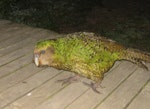Kākāpō | Kakapo. Adult male walking on wooden deck. Maud Island, February 2012. Image © James Mortimer by James Mortimer.
