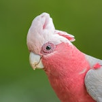 Galah. Adult male. Red Hill, Victoria, Australia, December 2016. Image © Mark Lethlean by Mark Lethlean.