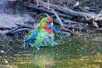 Crimson rosella. Juvenile bathing. Kangaroo Island, South Australia, March 2019. Image © Mark Lethlean by Mark Lethlean.