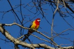 Eastern rosella | Kākā uhi whero. Adult male showing red on breast. North Shore Auckland, July 2009. Image © Peter Reese by Peter Reese.
