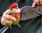 Eastern rosella | Kākā uhi whero. Adult male in hand showing underwing. Birkenhead, Auckland, October 2009. Image © Josie Galbraith by Josie Galbraith.