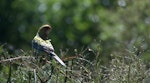 Eastern rosella | Kākā uhi whero. Juvenile . Karori Sanctuary / Zealandia, February 2016. Image © George Curzon-Hobson by George Curzon-Hobson.
