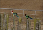 Eastern rosella | Kākā uhi whero. Two adult males perched on posts. Ponui Island, February 2013. Image © Colin Miskelly by Colin Miskelly.