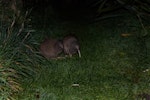 Rowi | Okarito brown kiwi. Adult pair. Mana Island, July 2018. Image © Leon Berard by Leon Berard.