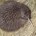 Rowi Rowi | Okarito brown kiwi | New Zealand Birds Online