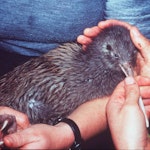 Rowi Rowi | Okarito brown kiwi | New Zealand Birds Online