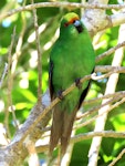 Orange-fronted parakeet | Kākāriki karaka. Adult. Blumine Island, November 2019. Image © Scott Brooks (ourspot) by Scott Brooks.