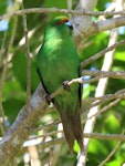 Orange-fronted parakeet | Kākāriki karaka. Adult. Blumine Island, November 2019. Image © Scott Brooks (ourspot) by Scott Brooks.