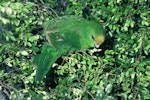 Orange-fronted parakeet | Kākāriki karaka. Juvenile feeding. Nelson, January 1983. Image © Department of Conservation (image ref: 10028825) by Dave Crouchley, Department of Conservation.