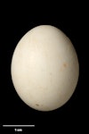 Antipodes Island parakeet. Egg 28.2 x 22.2 mm (NMNZ OR.012293, collected by John Black). Dunedin (captive), January 1950. Image © Te Papa by Jean-Claude Stahl.