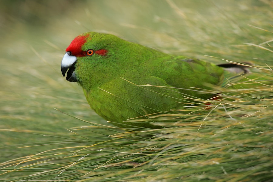 Reischek's parakeet. Adult. Antipodes Island, December 2009. Image © David Boyle by David Boyle.