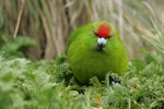 Reischek's parakeet. Front view of adult. Antipodes Island, December 2009. Image © David Boyle by David Boyle.