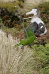 Reischek's parakeet. Adult in flight. Antipodes Island, January 2010. Image © David Boyle by David Boyle.