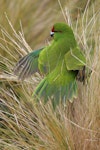 Reischek's parakeet. Juvenile turning head with feathers fluffed up. Antipodes Island, March 2009. Image © David Boyle by David Boyle.