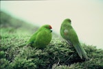 Reischek's parakeet. Two adults showing front and rear views. Antipodes Island, October 1990. Image © Colin Miskelly by Colin Miskelly.