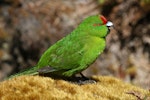 Reischek's parakeet. Adult calling. Antipodes Island, January 2008. Image © David Boyle by David Boyle.